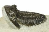 Detailed Hollardops Trilobite - Ofaten, Morocco #272457-2